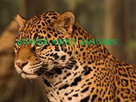 I wonder about jaguars …. Q = What does it eat? A=It’s a long diet, so I’ll just say deer, capybara, tapirs, peccaries, dogs, foxes, and sometimes anaconda.