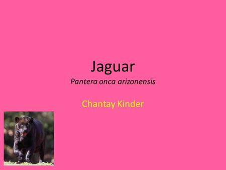 Jaguar Pantera onca arizonensis Chantay Kinder. Natural habitat South &North America Wetlands River lakes.