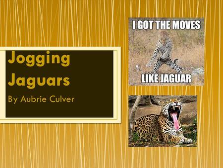 By Aubrie Culver Jaguars are the largest cat in the Americas. They have claws, teeth, blunt snouts, and a flexible body. Male jaguars weigh up to 120.