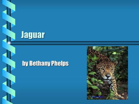 Jaguar by Bethany Phelps Physical Characteristics Jaguars are spottedJaguars are spotted Males can weigh 250 poundsMales can weigh 250 pounds Their tails.