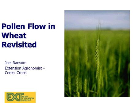 Pollen Flow in Wheat Revisited Joel Ransom Extension Agronomist – Cereal Crops.