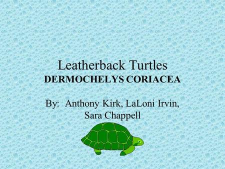 Leatherback Turtles DERMOCHELYS CORIACEA By: Anthony Kirk, LaLoni Irvin, Sara Chappell.