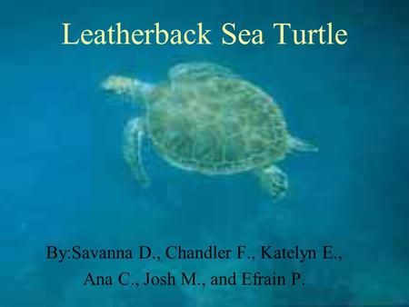 Leatherback Sea Turtle By:Savanna D., Chandler F., Katelyn E., Ana C., Josh M., and Efrain P.