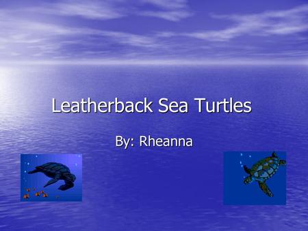 Leatherback Sea Turtles By: Rheanna Habitat Oceans near Africa Atlantic, Pacific, and Indian Oceans Might migrate hundreds or thousands of miles.