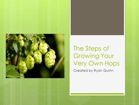 The Steps of Growing Your Very Own Hops Created by Ryan Quinn.