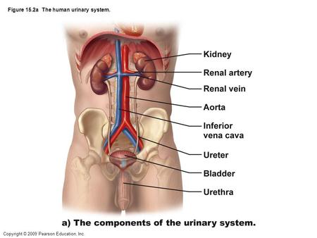 Figure 15.2a The human urinary system.