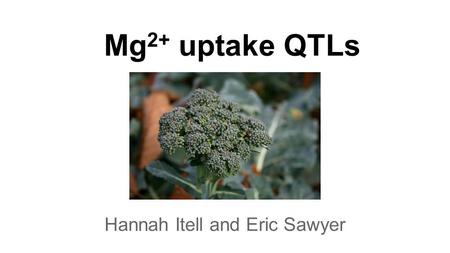 Mg 2+ uptake QTLs Hannah Itell and Eric Sawyer. Biological roles for Mg 2+ ●chlorophyll ●common cofactor (RNA pol, kinases, ATPases, …) ●most Mg 2+ is.