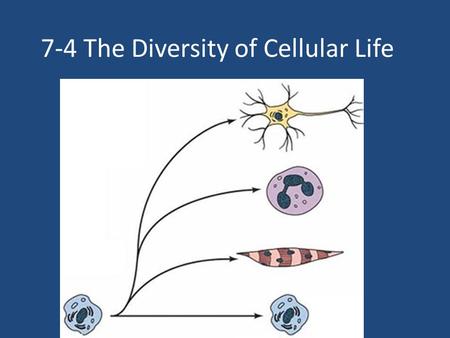7-4 The Diversity of Cellular Life. All living things made of cells BUT… organisms can be very different. UNICELLULAR MULTICELLULAR Image from: