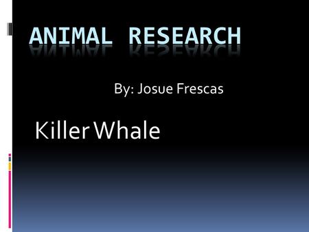 Killer Whale By: Josue Frescas. K-W-L What I Know: The killer whale is white and black It lives in the ocean It can jump It swims.