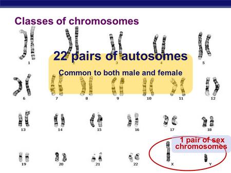 Regents Biology 22 pairs of autosomes Common to both male and female 1 pair of sex chromosomes Classes of chromosomes.