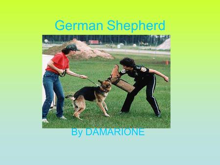 German Shepherd By DAMARIONE. Description A German Shepherd is a big dog. The Shepherd can weigh about 150 pounds. It is about 5.4 inches tall when they.