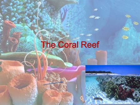 The Coral Reef.