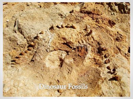 Fossils of hard mineral parts (like bones and teeth) were formed as follows: o Some animals were quickly buried after their death (by sinking in mud,