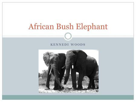 African Bush Elephant Kennedi Woods.