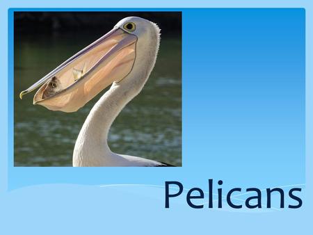 Pelicans. Pelicans are large birds and belong to a group of birds called waterbirds. They can be found on coastal and inland waterways. There are more.