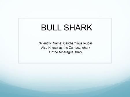 BULL SHARK Scientific Name: Carcharhinus leucas Also Known as the Zambezi shark Or the Nicaragua shark.