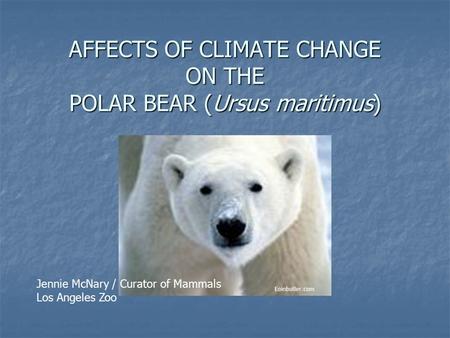 AFFECTS OF CLIMATE CHANGE ON THE POLAR BEAR (Ursus maritimus) Eoinbutler.com Jennie McNary / Curator of Mammals Los Angeles Zoo.