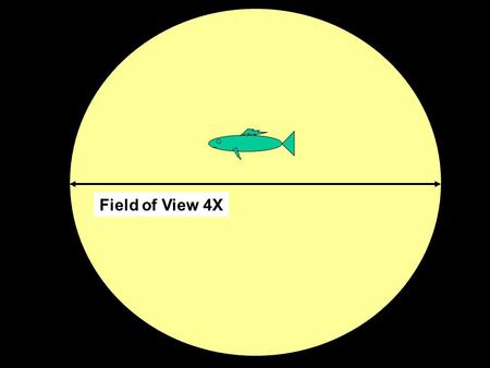 Field of View 4X. Field of View 10X Field of View 40X.
