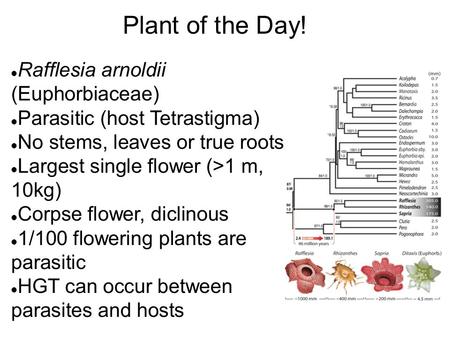 Plant of the Day! Rafflesia arnoldii (Euphorbiaceae)