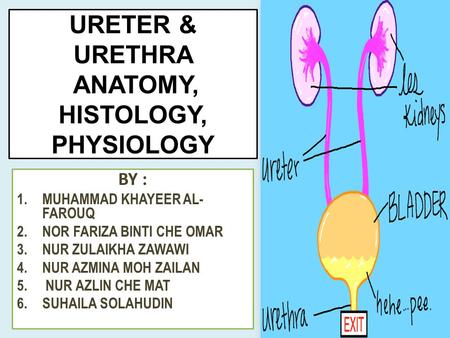 URETER & URETHRA ANATOMY, HISTOLOGY, PHYSIOLOGY
