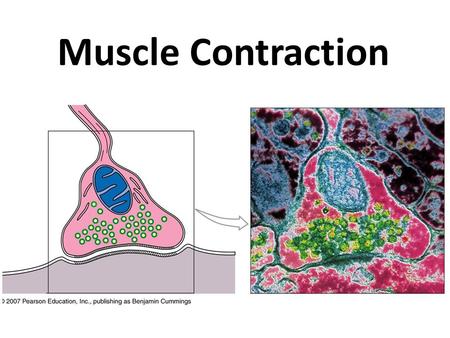 Muscle Contraction. Muscle Movement Muscle fiber must be stimulated: – By an electrical signal called muscle action potential (AP) – Delivered by motor.