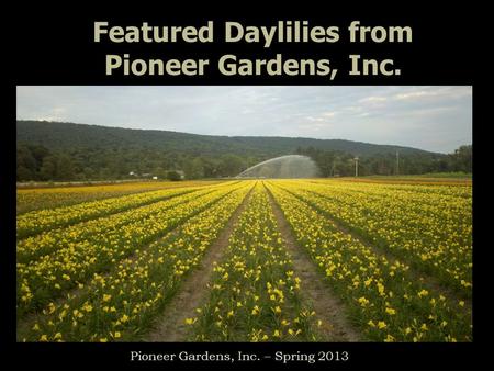 Featured Daylilies from Pioneer Gardens, Inc. Pioneer Gardens, Inc. – Spring 2013.