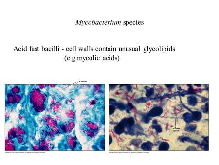 Mycobacterium species Acid fast bacilli - cell walls contain unusual glycolipids (e.g.mycolic acids)