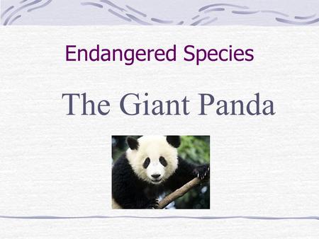 Endangered Species The Giant Panda.