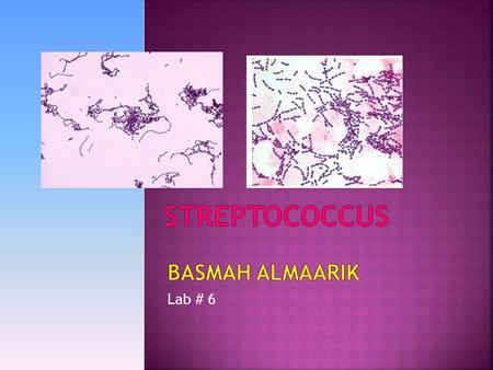 Streptococcus Basmah almaarik Lab # 6.