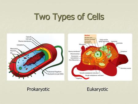 Two Types of Cells Prokaryotic Eukaryotic Prokaryotic Eukaryotic.