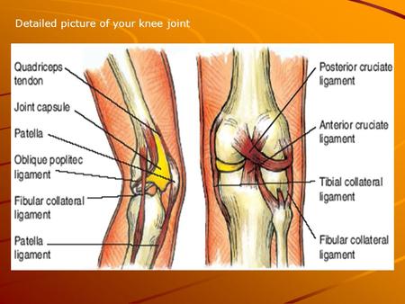 Detailed picture of your knee joint. Collateral ligaments The lateral collateral ligament strengthens the knee joint on the outer side of the knee.