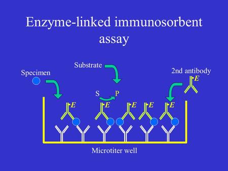 Enzyme-linked immunosorbent assay Microtiter well EEEEE Specimen 2nd antibody E Substrate SP.