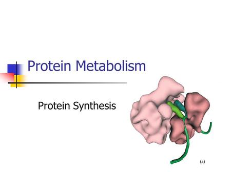 Protein Metabolism Protein Synthesis.
