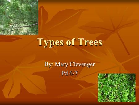 Types of Trees By: Mary Clevenger Pd.6/7. Table of Contexts Beech22Beech22 Black Cherry 7Black Cherry 7 Black Locust 16Black Locust 16 Black Spruce 1Black.