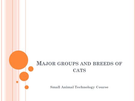 M AJOR GROUPS AND BREEDS OF CATS Small Animal Technology Course.