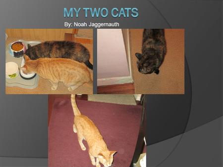 By: Noah Jaggernauth. Have you ever thought of how fun cats can be? They can be different colors and breeds. I decided to do my photo essay on my cats.
