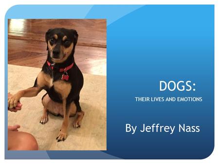 DOGS: THEIR LIVES AND EMOTIONS By Jeffrey Nass. Feeling like having a staring contest?