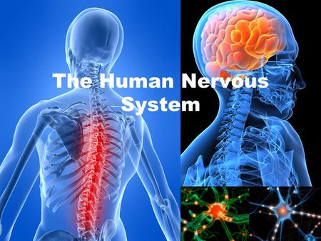 The Human Nervous System. It includes Central Nervous System and the Peripheral Nervous System. It acts as a highway for information to travel. It controls.