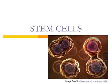 STEM CELLS Image Credit: Mesenchymal precursor cellsMesenchymal precursor cells.