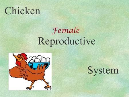 Chicken Female Reproductive System.
