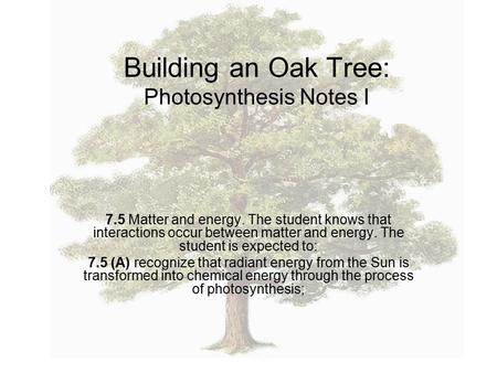Building an Oak Tree: Photosynthesis Notes I