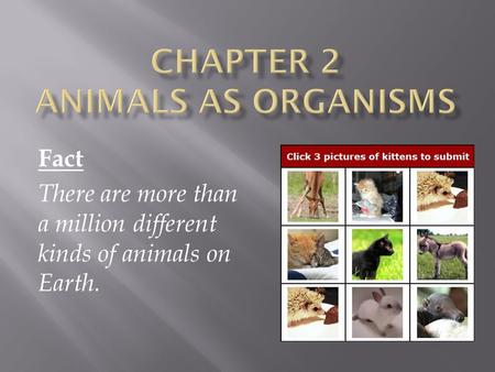 Fact There are more than a million different kinds of animals on Earth.