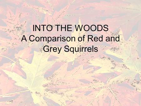INTO THE WOODS A Comparison of Red and Grey Squirrels.