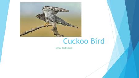 Cuckoo Bird Ethan Rodriguez.