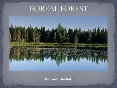 By Tom Chichak. The Boreal Forest Covers 11% of the world. Located in Russia, Scandinavia, Canada, & Alaska.