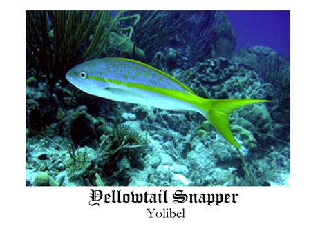 Yellowtail Snapper Yolibel. What do they eat? Younger yellowtail snappers’ diet consist of plankton, staying around sea grasses until they grow larger.
