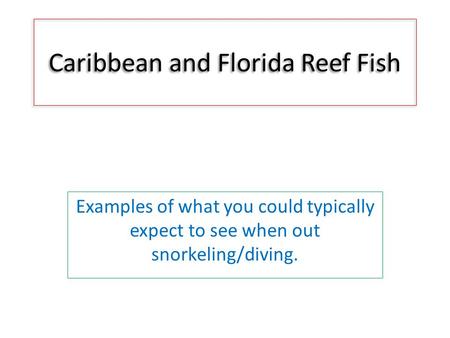 Caribbean and Florida Reef Fish