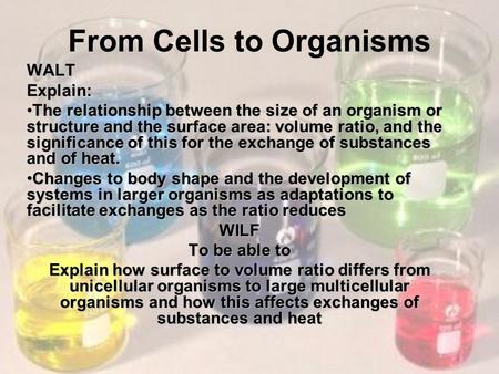 From Cells to OrganismsWALTExplain: The relationship between the size of an organism or structure and the surface area: volume ratio, and the significance.