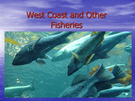 West Coast and Other Fisheries. West Coast Fishery Salmon is most important (400 times larger than Atlantic catch) Salmon is most important (400 times.