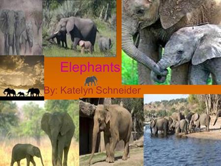 Elephants By: Katelyn Schneider. Family An elephant family is ruled by an older female (matriarch) and is made up of her female children and their young.